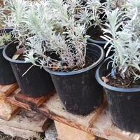 Lavanda Officinalis – Vaso Ø16 Pronta