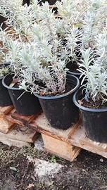 Lavanda Officinalis – Vaso Ø16 Pronta