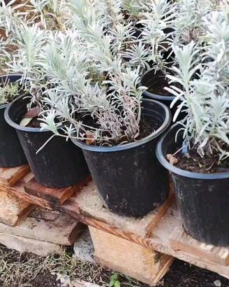 Lavanda Officinalis – Vaso Ø16 Pronta