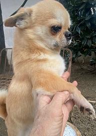 Meraviglioso chihuahua adulto ipertipico