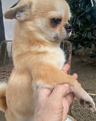Meraviglioso chihuahua adulto ipertipico