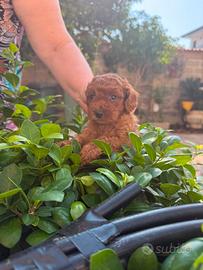 Cucciolo barboncino nano Toy rosso 