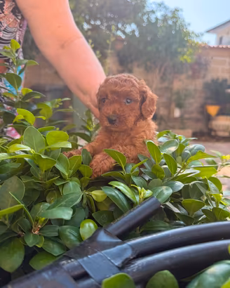 Cucciolo barboncino nano Toy rosso 