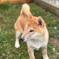 Shiba inu