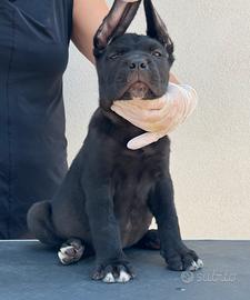 Cane corso cucciolo