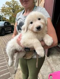 Cuccioli di cane da Pastore Abruzzese Maremmano