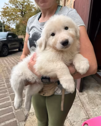 Cuccioli di cane da Pastore Abruzzese Maremmano