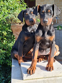 Dobermann