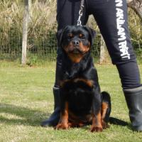 Rottweiler cucciola