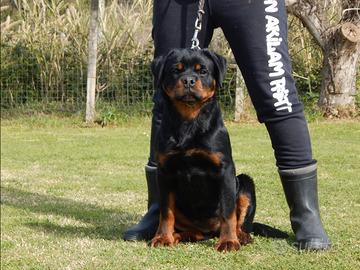 Rottweiler cucciola