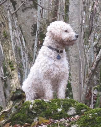 Lagotto femmina