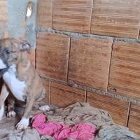 Cucciole di pitbull ukc