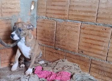 Cucciole di pitbull ukc