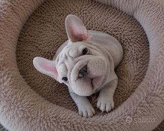 COPPIA Bulldog francese Big Rope velvet