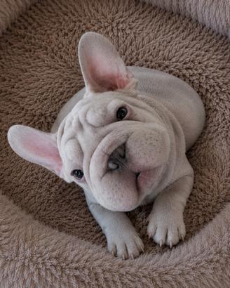 COPPIA Bulldog francese Big Rope velvet
