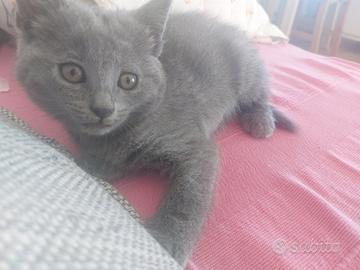 Cuccioli certosini maschi