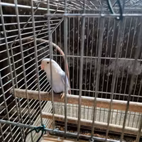 Inseparabile roseicollis