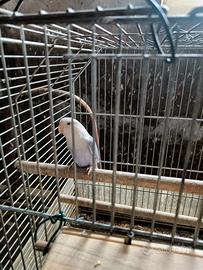 Inseparabile roseicollis