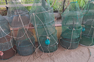 Nasse per gamberetti