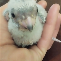 Pulli Pappagallo del Senegal