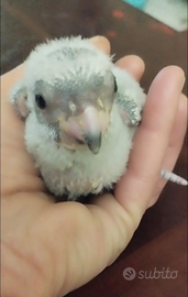 Pulli Pappagallo del Senegal