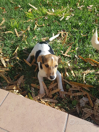 Cuccioli di Jack Russell di 4 mesi