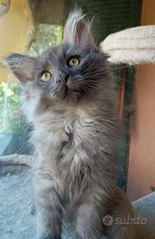 Gattini siberiani