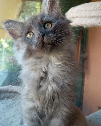 Gattini siberiani