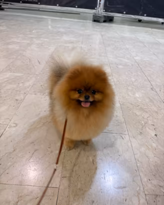 ACCOPPIAMENTO/MONTA spitz volpino pomerania TOY
