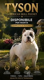American bully pocket per monta