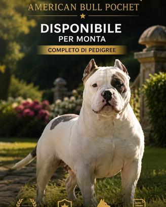 American bully pocket per monta