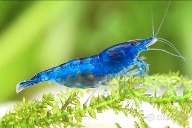 Neocardine Blue Dream (Gamberetti)