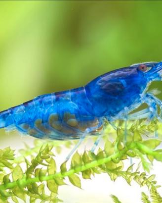 Neocardine Blue Dream (Gamberetti)
