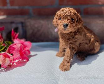 Cuccioli nani Red