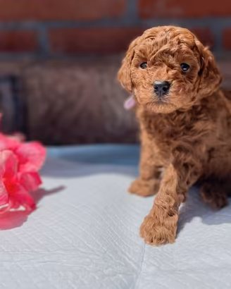 Cuccioli nani Red