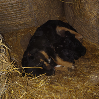 Cuccioli di cane meticcio