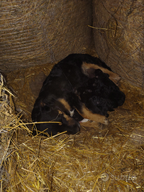 Cuccioli di cane meticcio