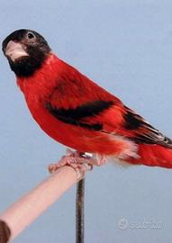 Uccelli cardinalini