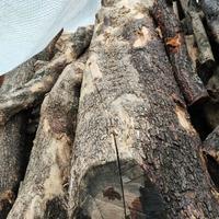 Ulivo tronchi per tavolame