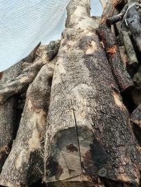 Ulivo tronchi per tavolame