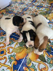 Jack russel