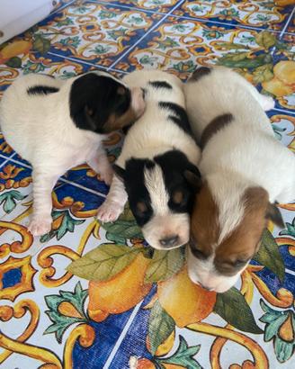 Jack russel