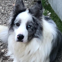 Border collie