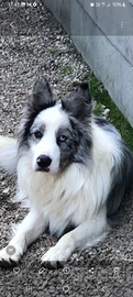 Border collie