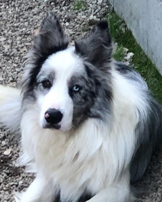 Border collie