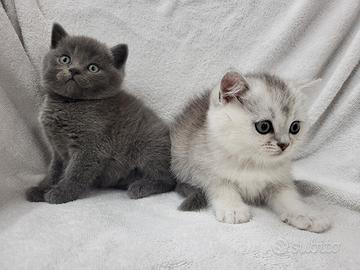 Cuccioli scottish
