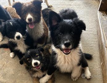 Cuccioli border collie