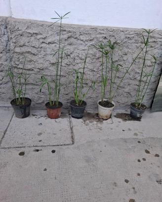 Piante di falso papiro