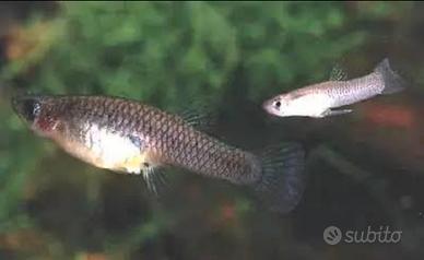 Gambusie antizanzare naturale