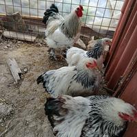 Gallo gallina brahama